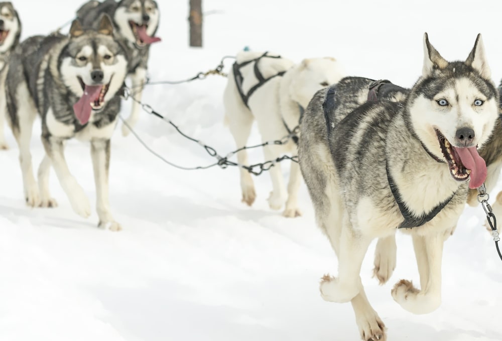 Hundeschlitten und Schneeschuhwanderung unter dem Polarlicht